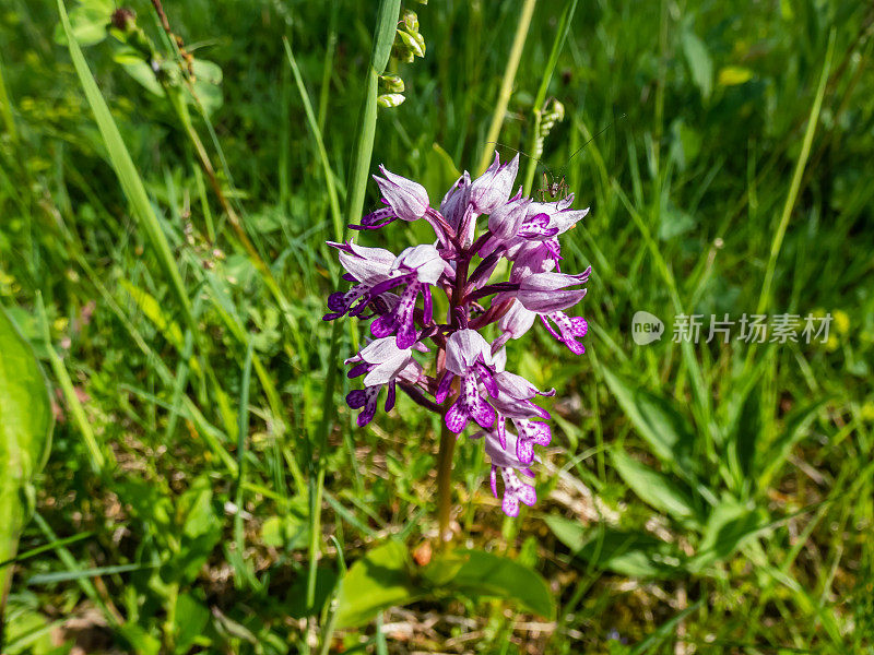 军兰(Orchis militaris)的微距镜头，花序呈紫色密集的圆锥体，由许多花朵组成——外面是丁香色，里面是脉状的紫色